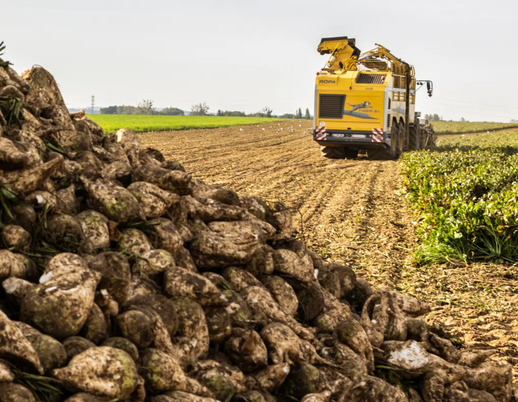 Saint Louis Sucre's sugar mills are located in the heart of Europe's most fertile land.